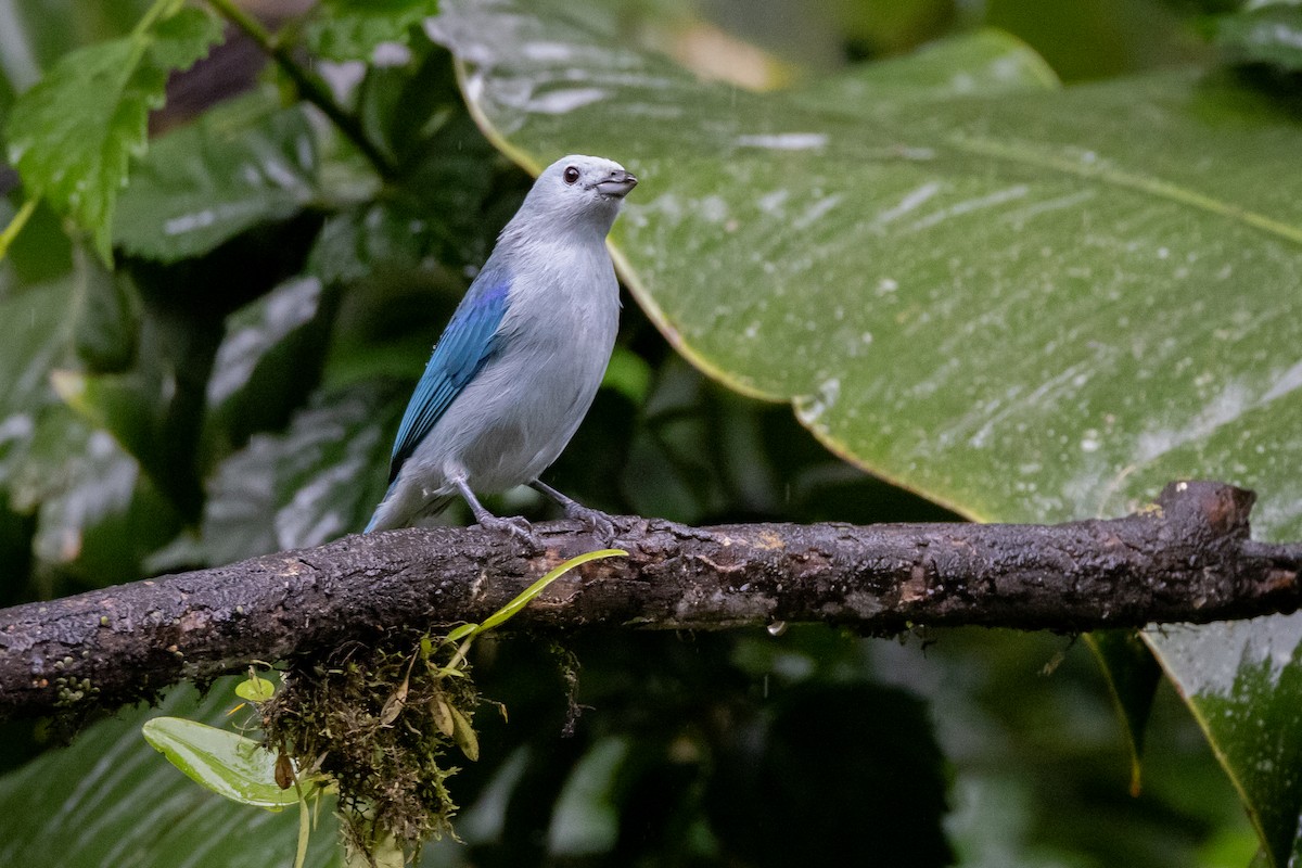 Blue-gray Tanager - ML621025899