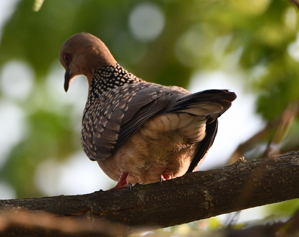 Spotted Dove - ML621025904
