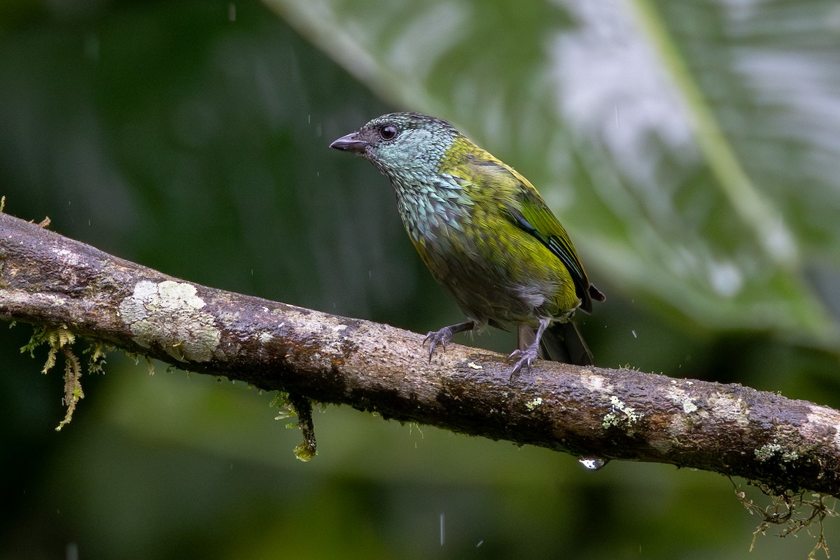 Black-capped Tanager - ML621025912
