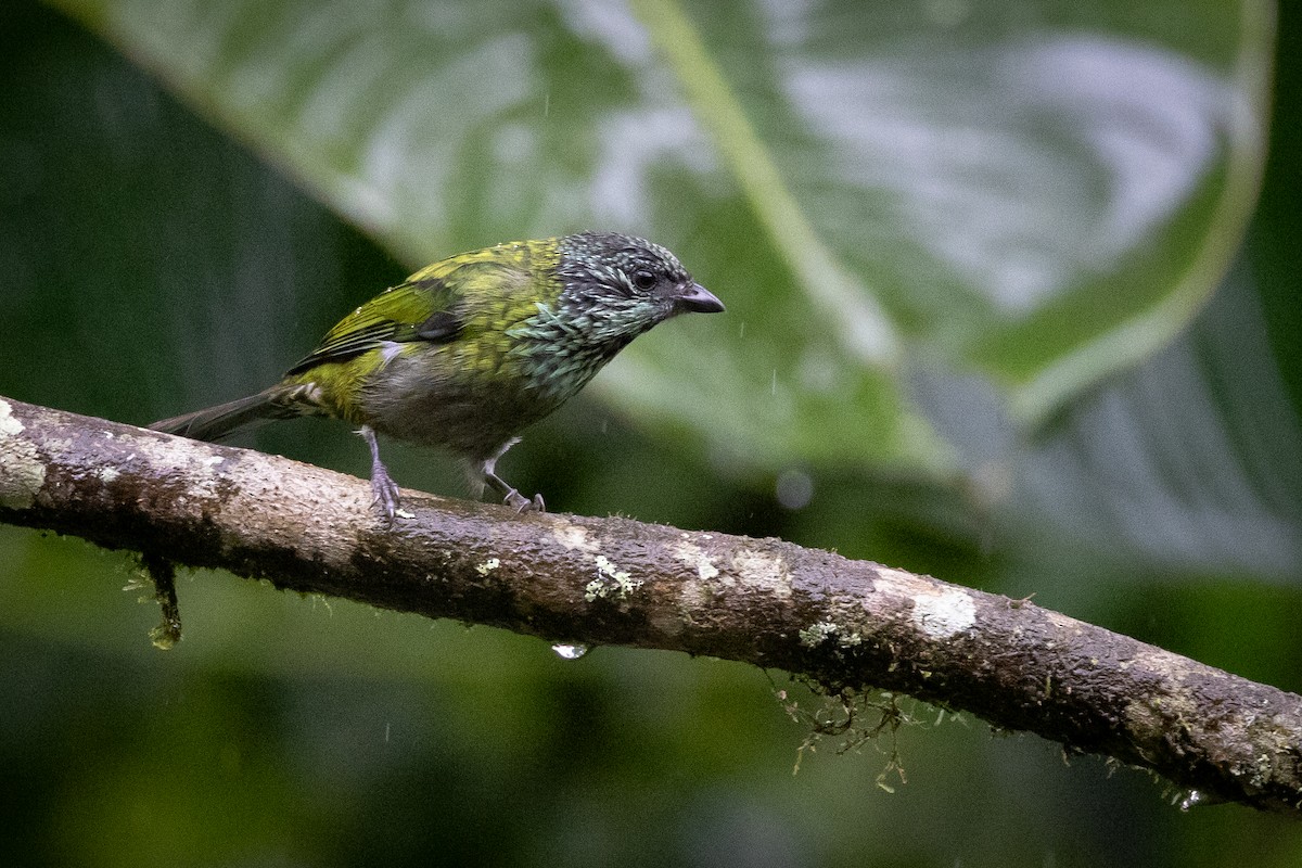 Black-capped Tanager - ML621025914