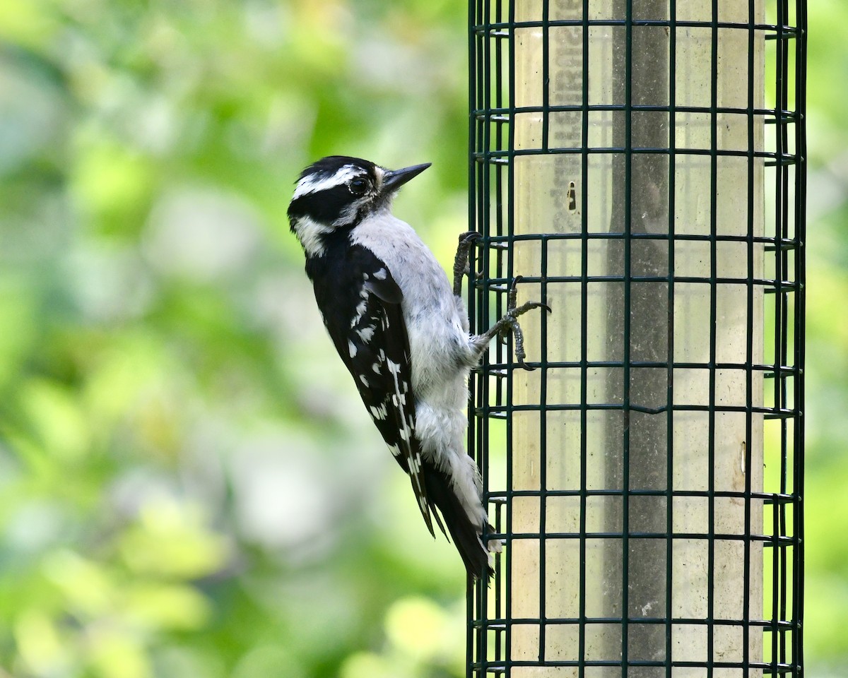 Downy Woodpecker - ML621025917
