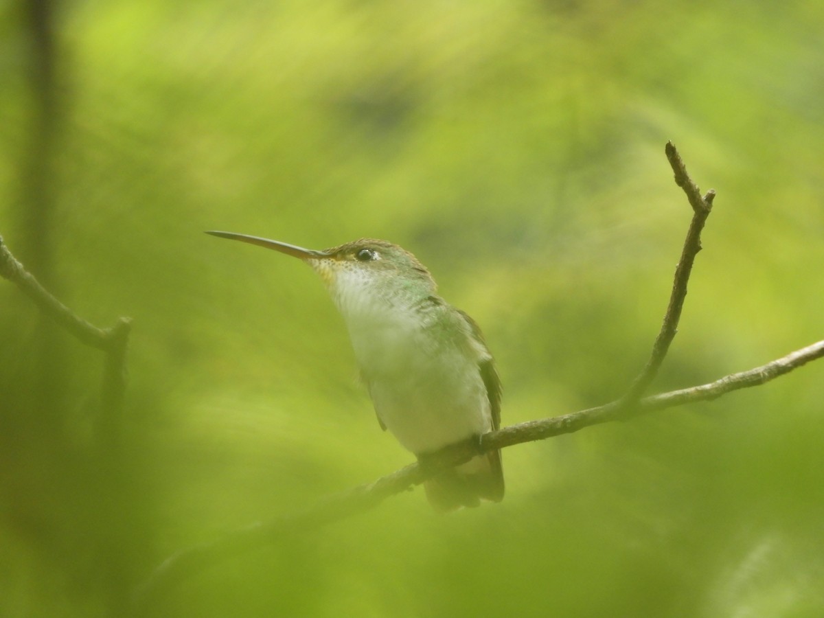 White-bellied Hummingbird - ML621025930