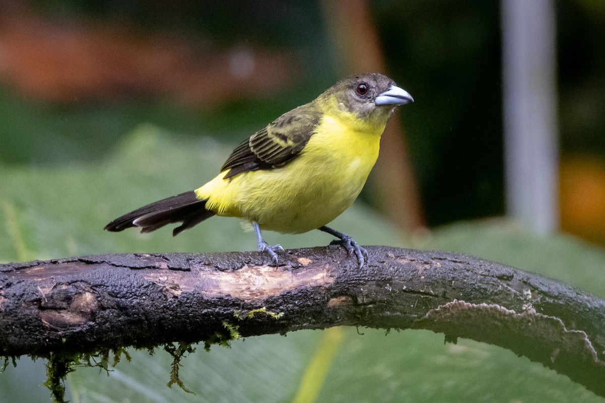 Flame-rumped Tanager - ML621025944
