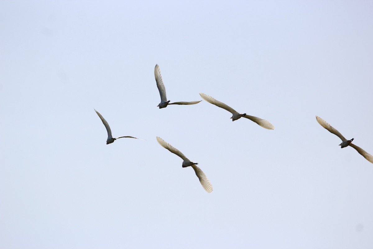 Египетская цапля (ibis) - ML621025952