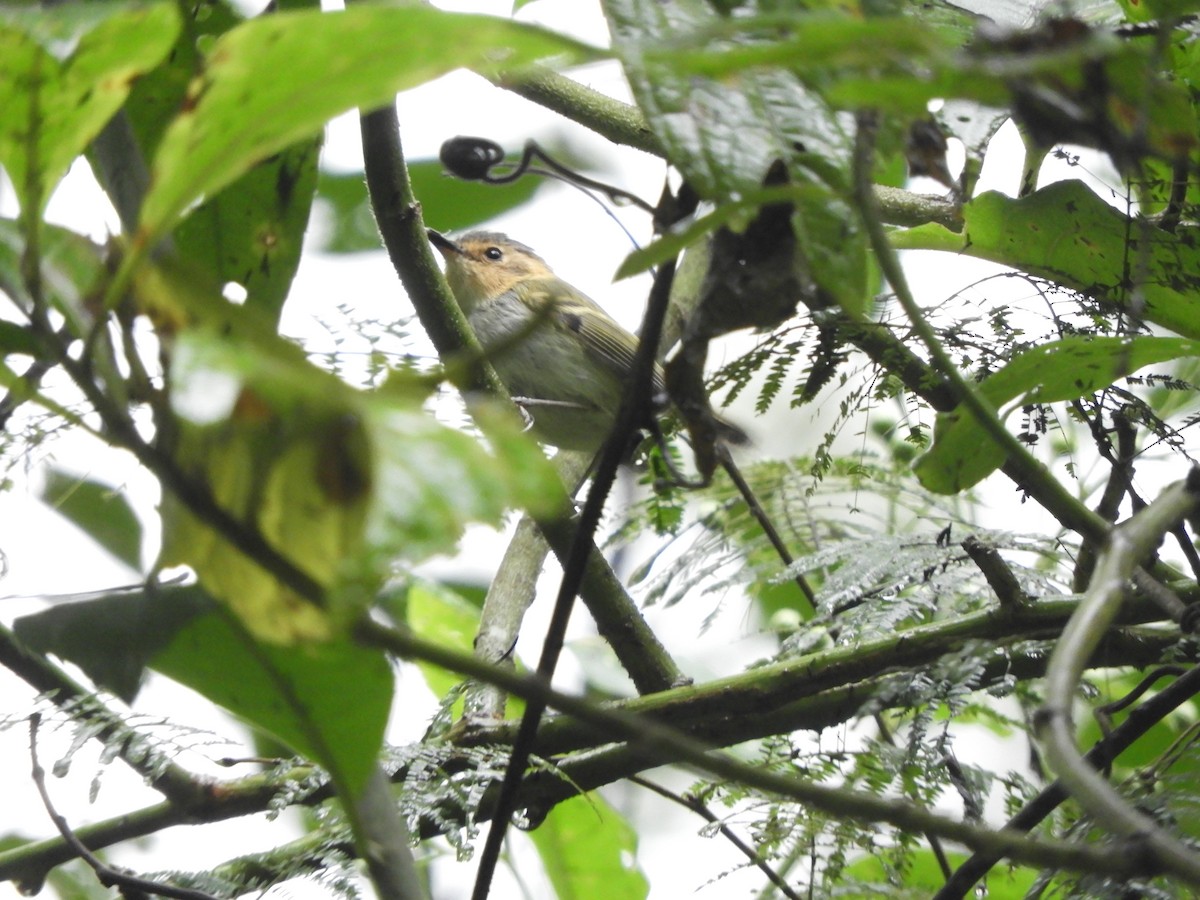 Ochre-faced Tody-Flycatcher - ML621025964