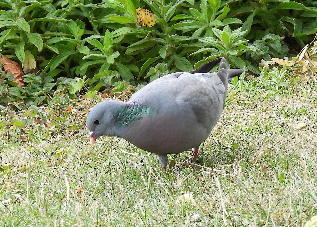 Pigeon colombin - ML621025990