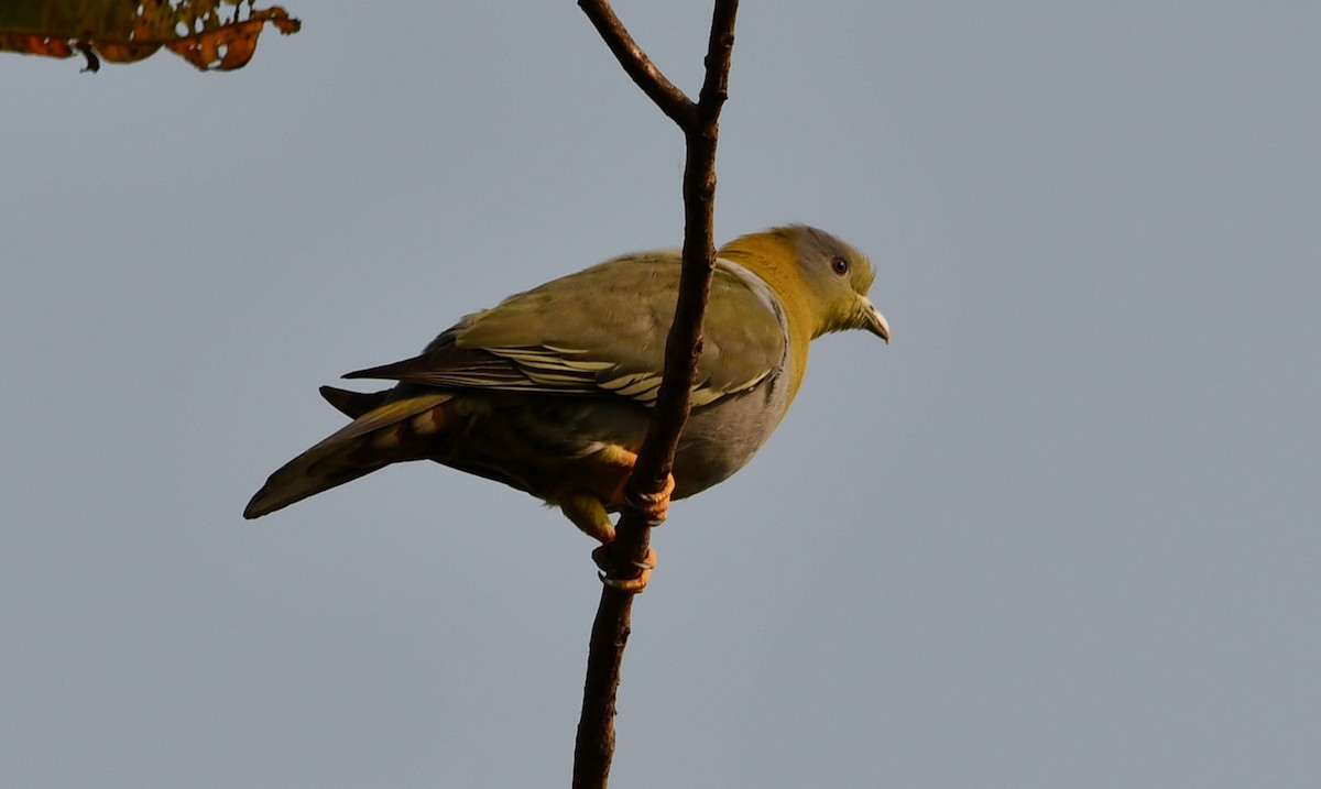 Yellow-footed Green-Pigeon - ML621025998