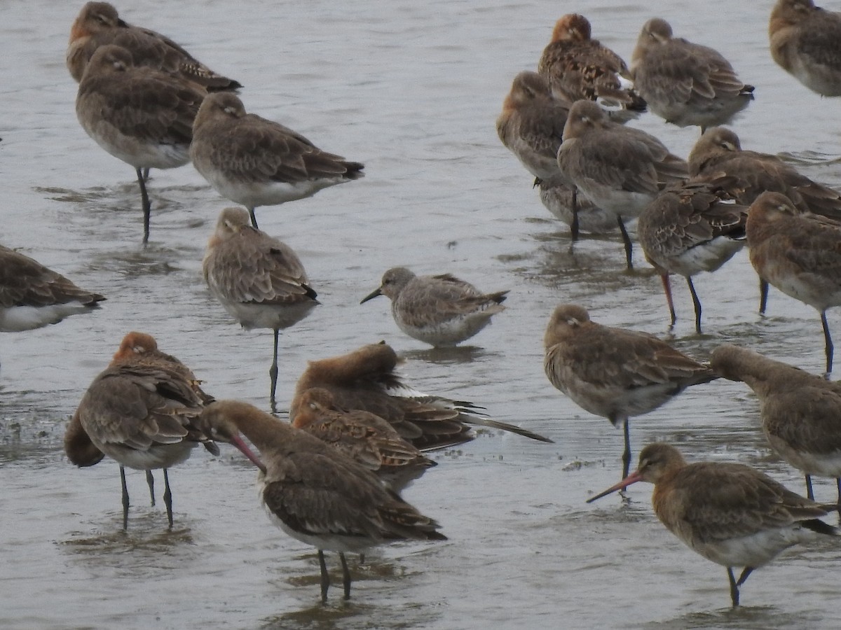 Red Knot - ML621026007