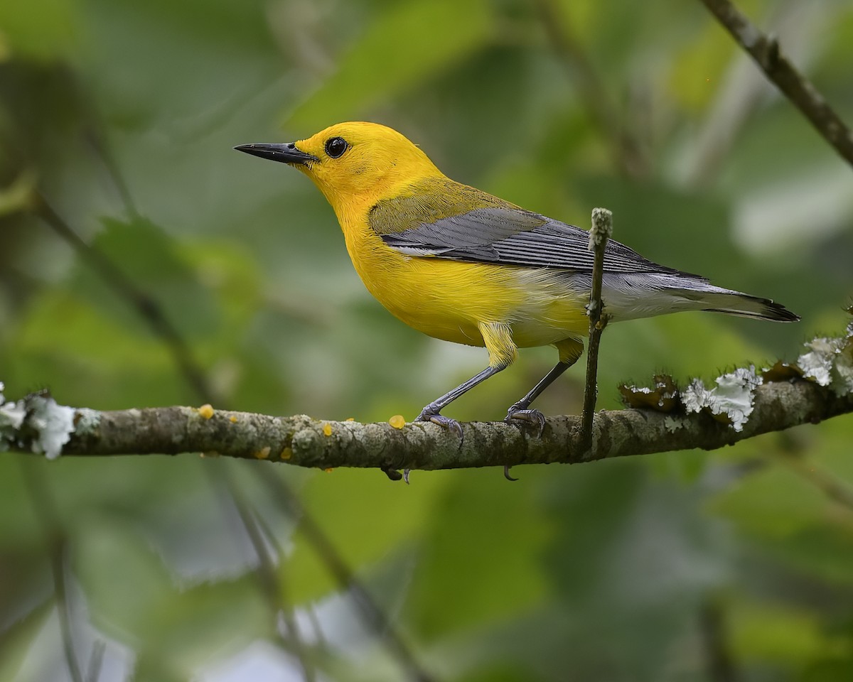 Prothonotary Warbler - Laura  Wolf