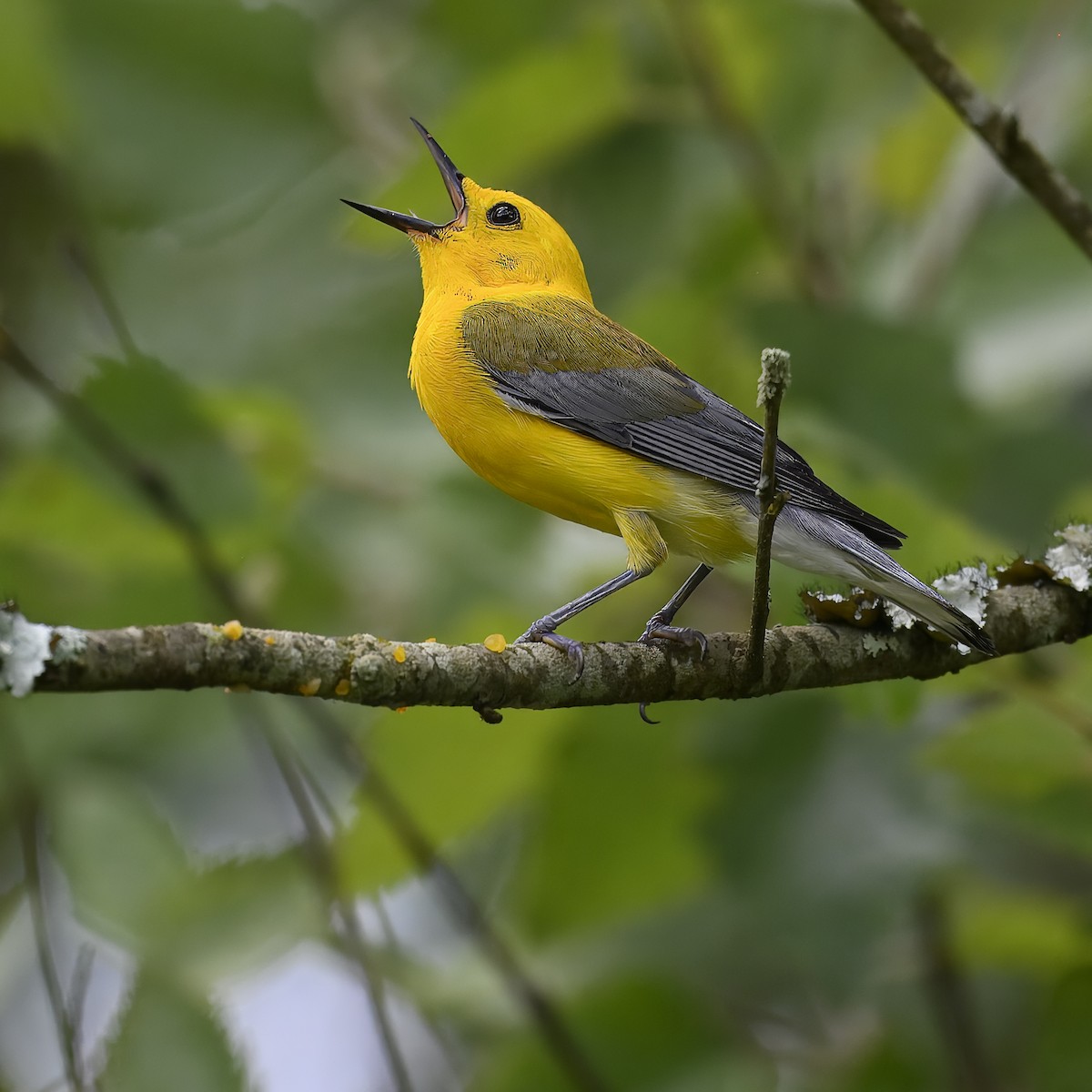 Prothonotary Warbler - ML621026010