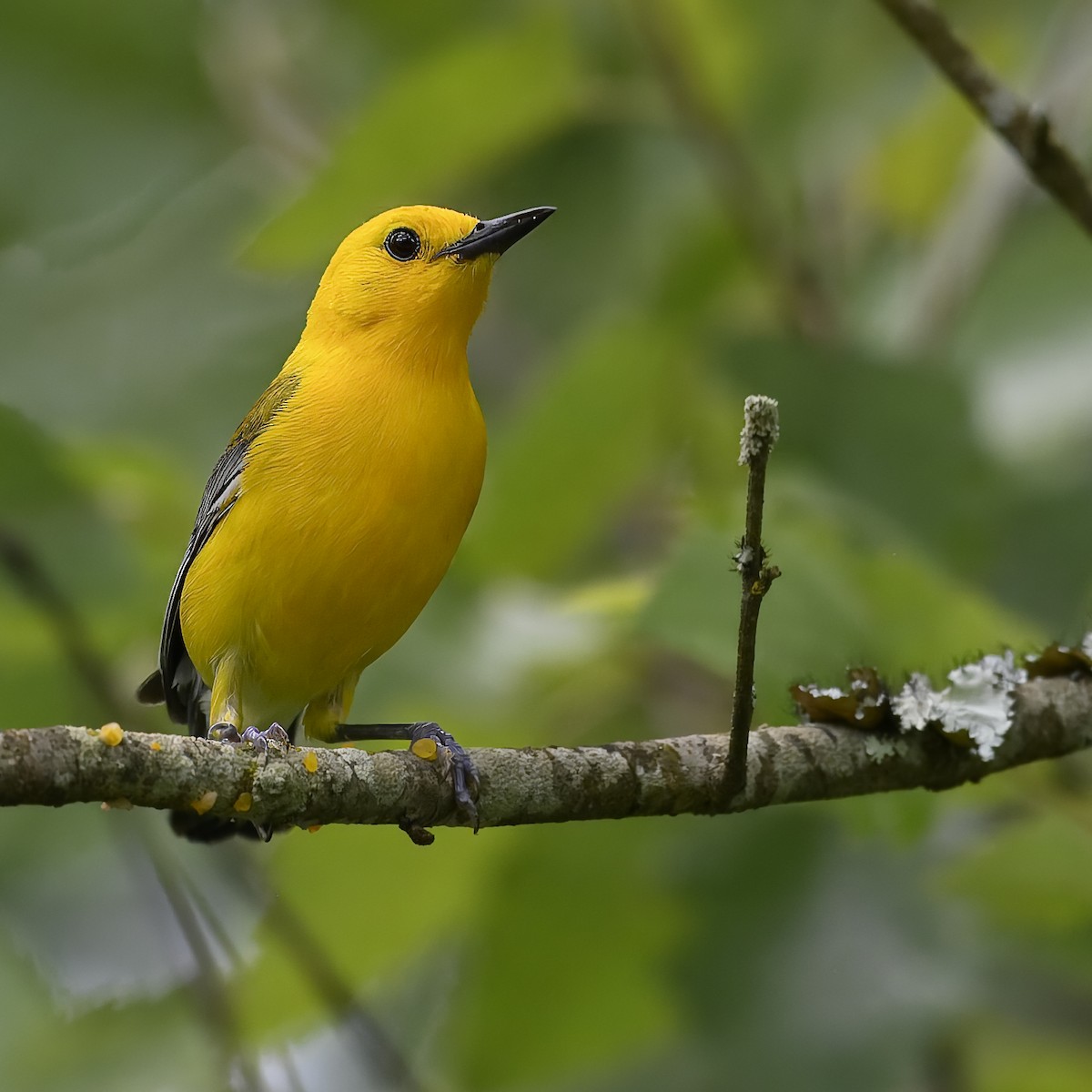 Prothonotary Warbler - Laura  Wolf