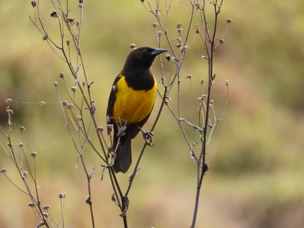 Yellow-rumped Marshbird - ML621026015