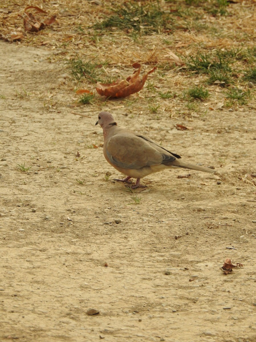 Laughing Dove - ML621026031