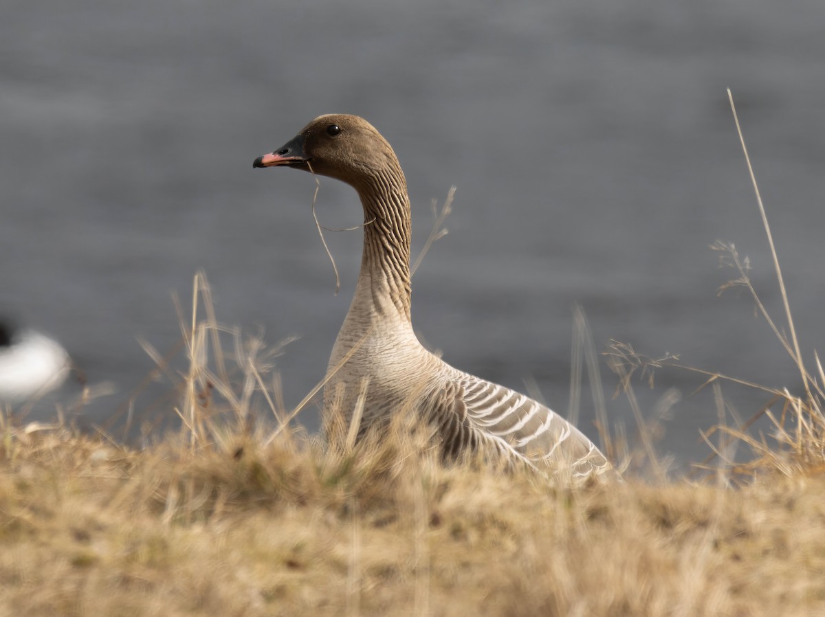Pink-footed Goose - ML621026037