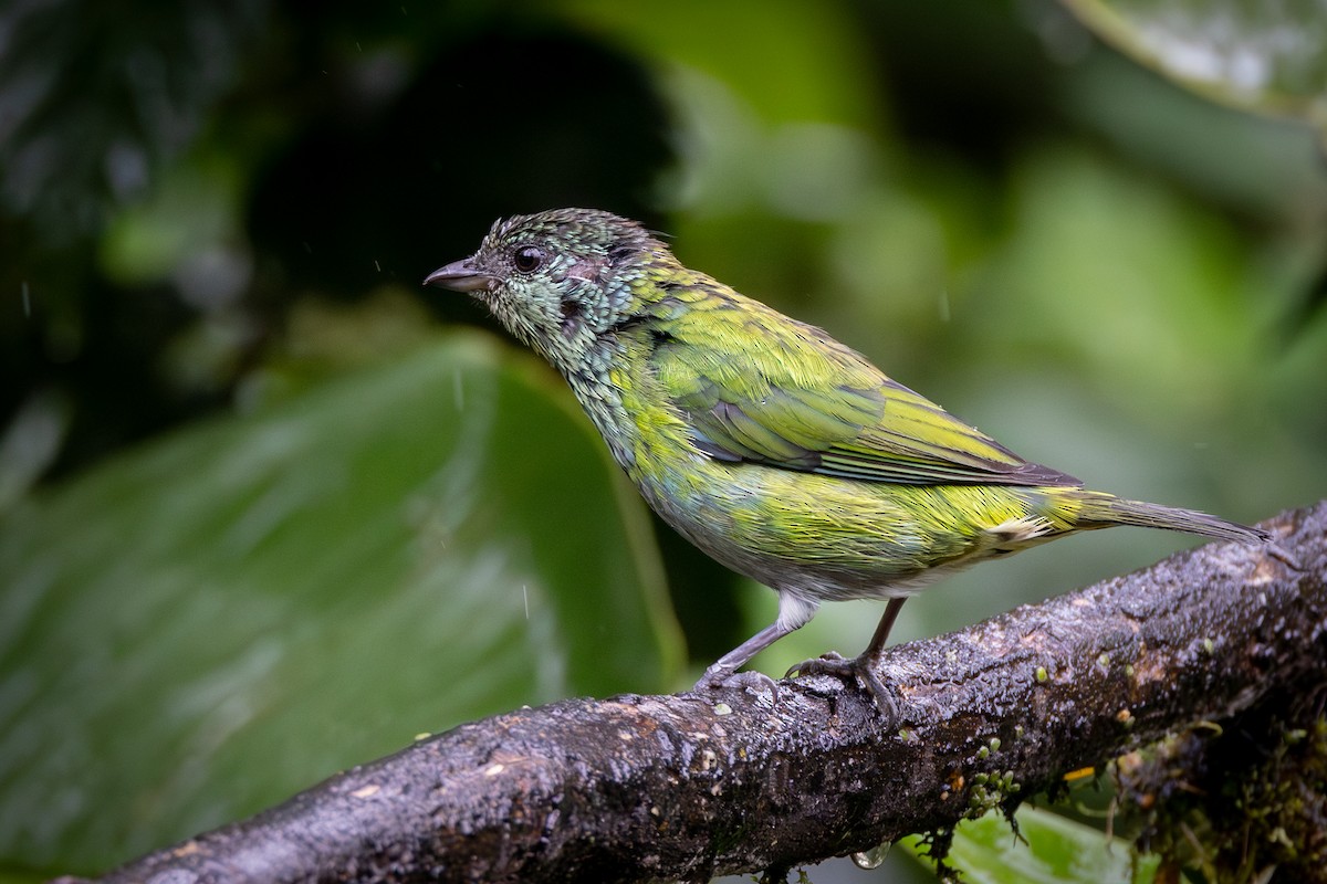 Black-capped Tanager - ML621026108