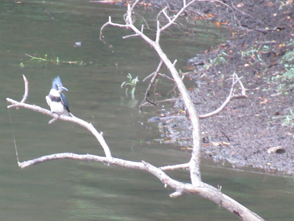 Belted Kingfisher - ML621026155
