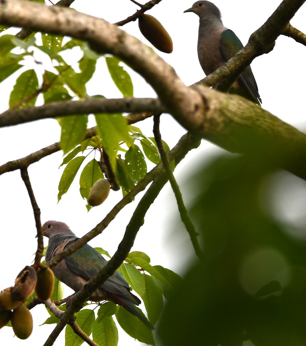 Green Imperial-Pigeon - ML621026181
