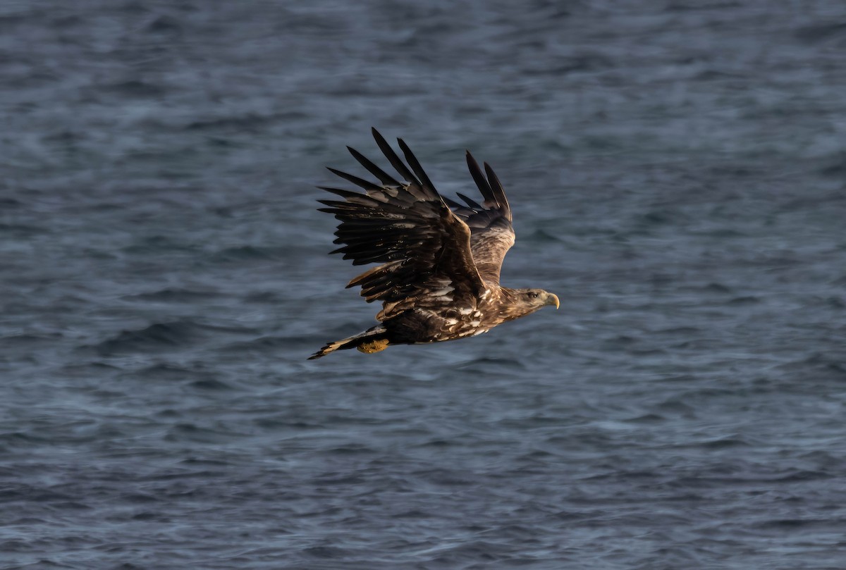 White-tailed Eagle - Javier Salcedo Castro