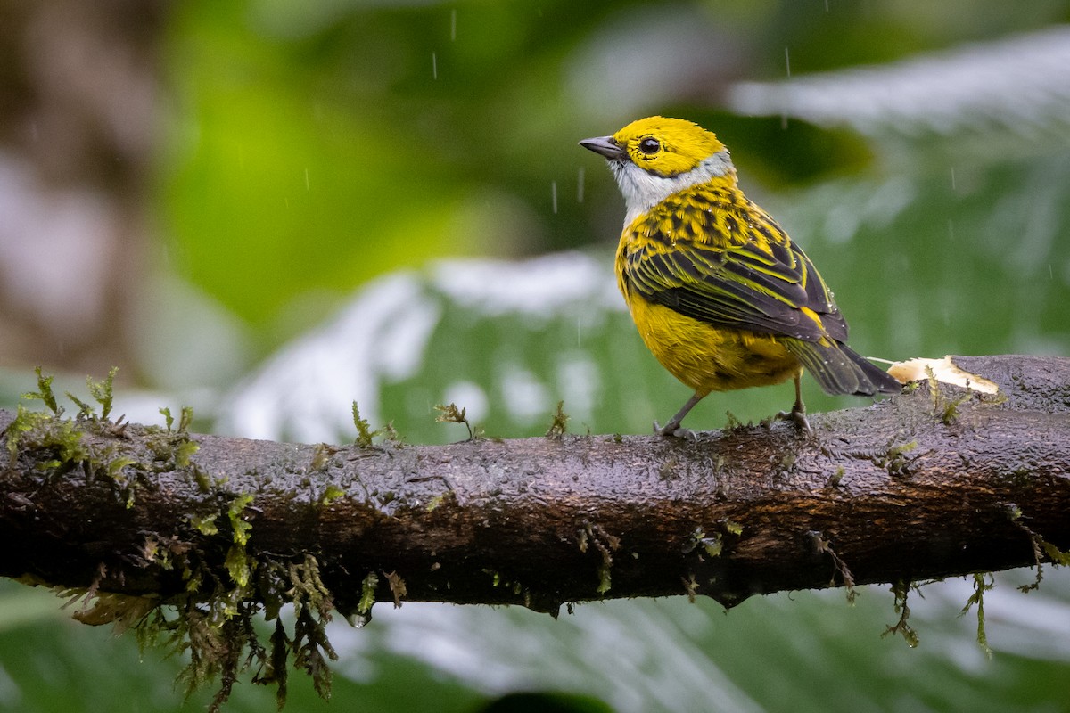 Silver-throated Tanager - ML621026194