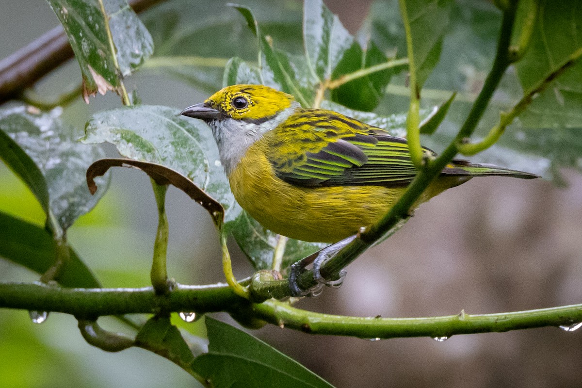 Silver-throated Tanager - ML621026205