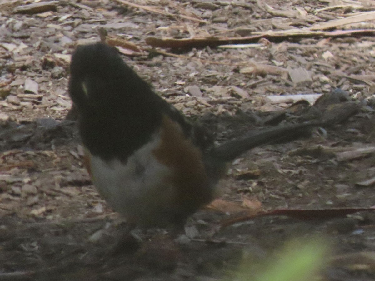 Spotted Towhee - Rod Lewis