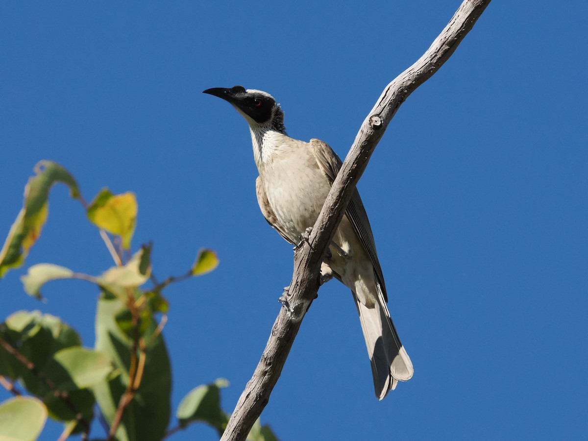 Silver-crowned Friarbird - ML621026271