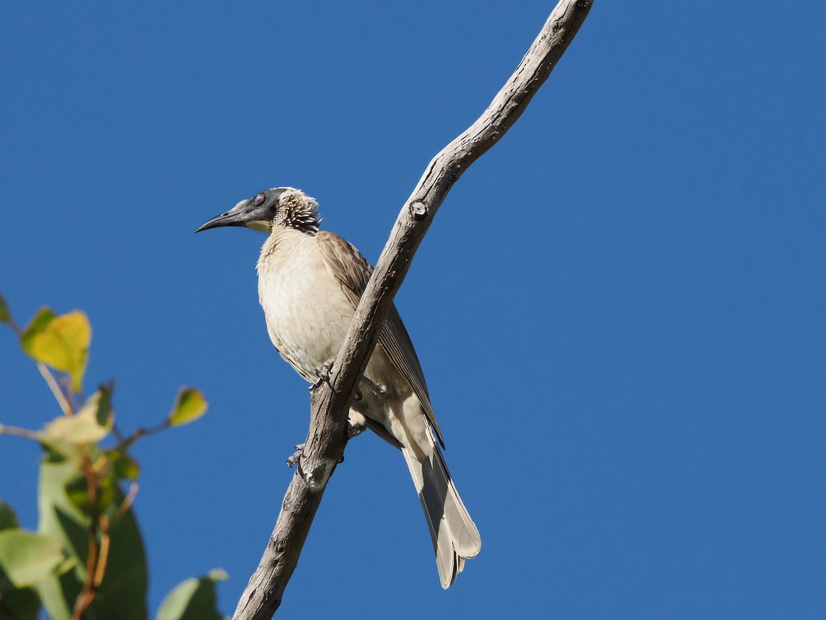 Silver-crowned Friarbird - ML621026272