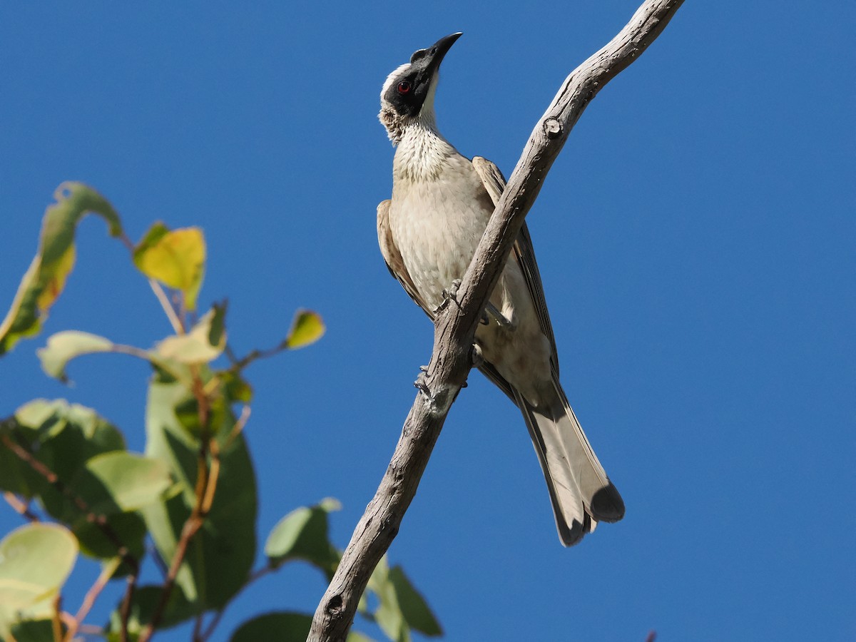 Silver-crowned Friarbird - ML621026273