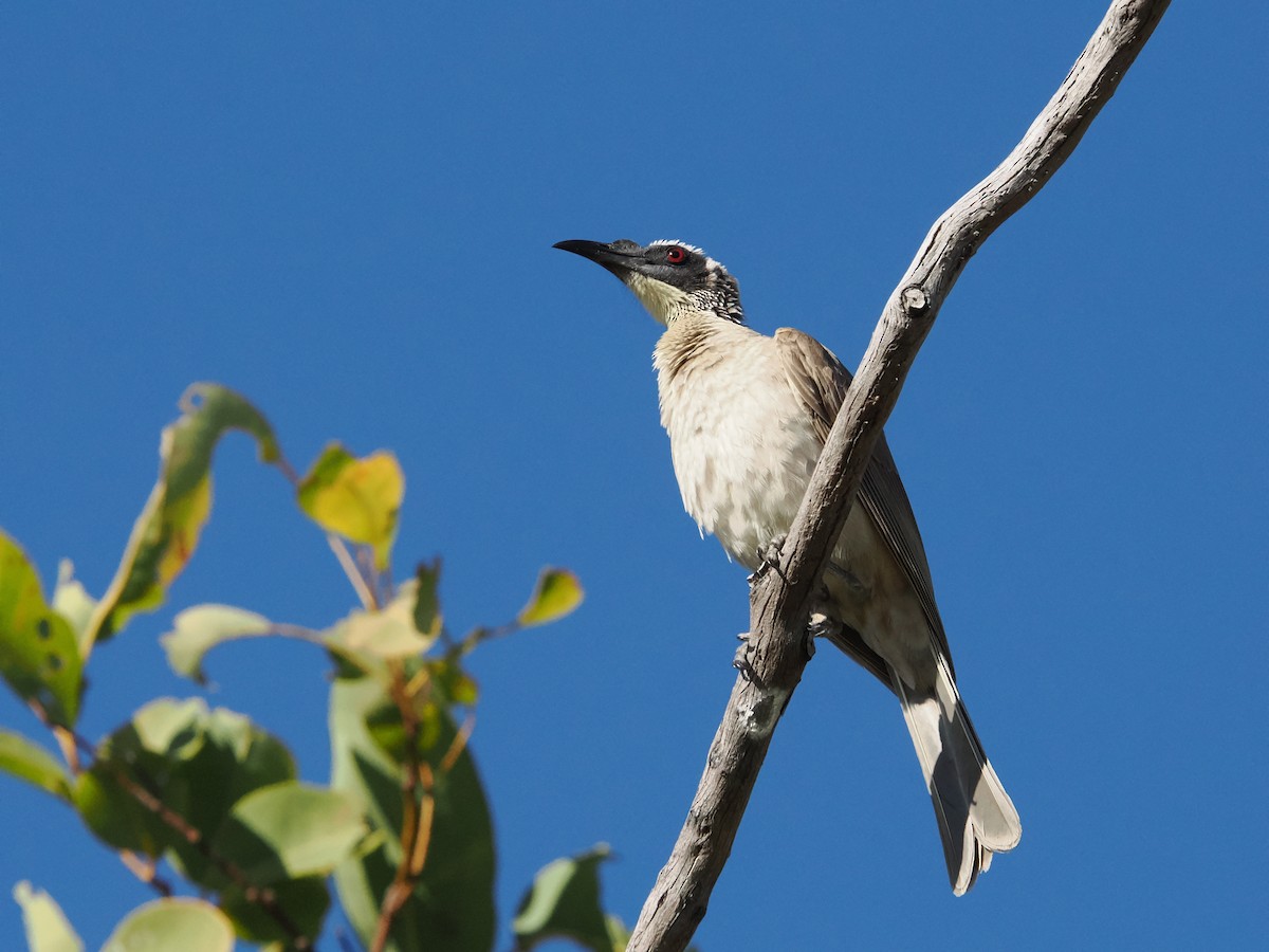 Silver-crowned Friarbird - ML621026274