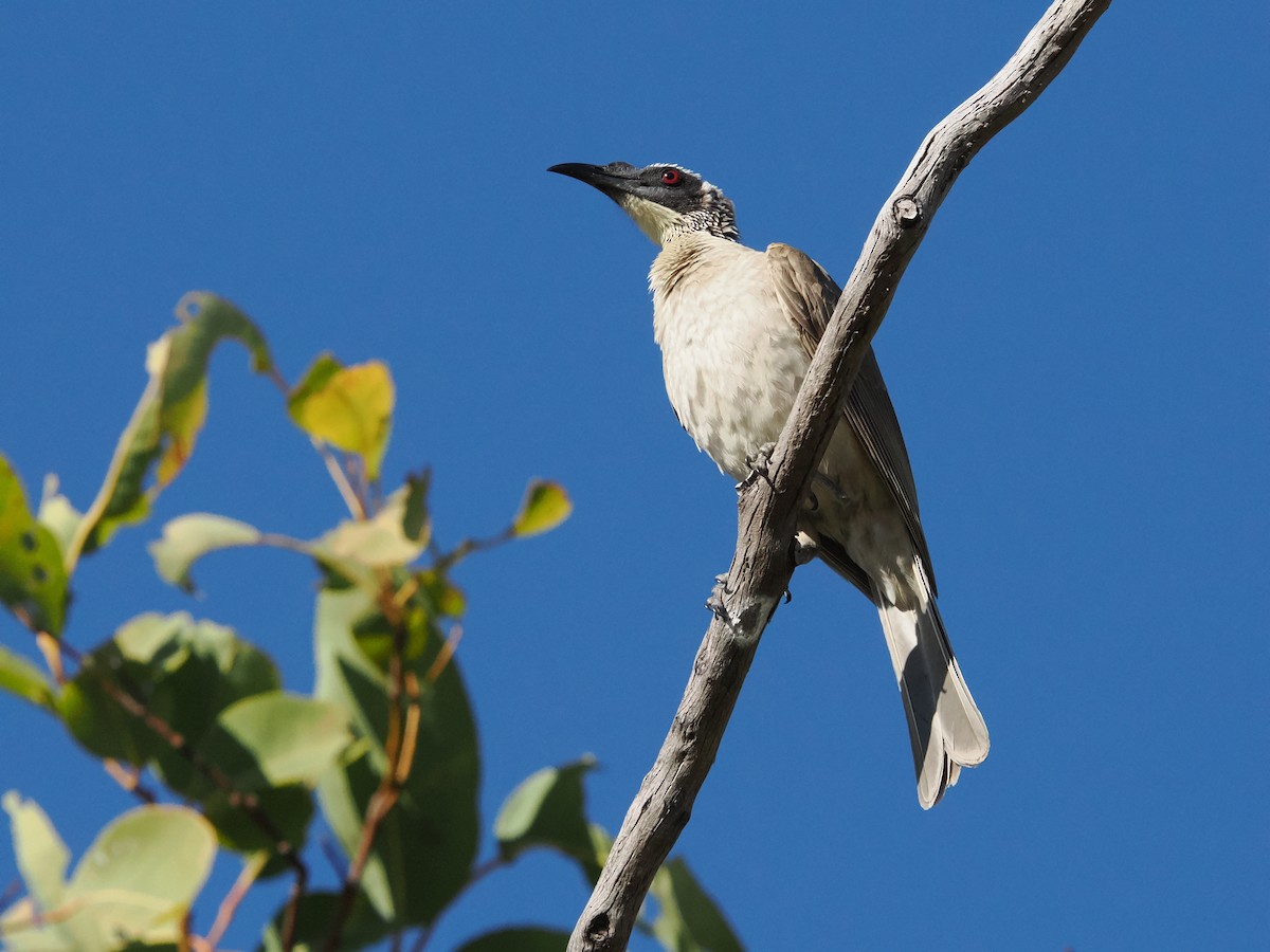 Silver-crowned Friarbird - ML621026276