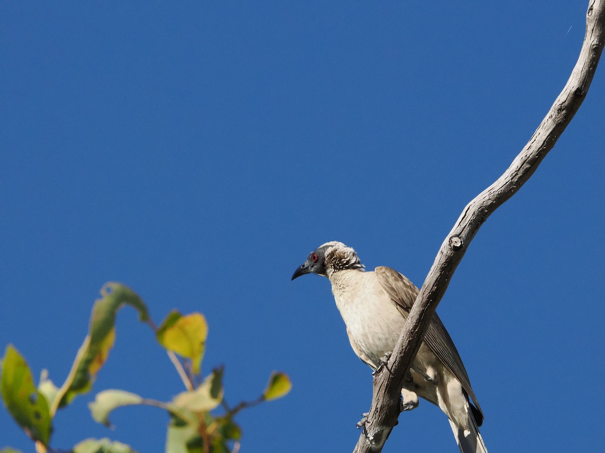 Silver-crowned Friarbird - ML621026277