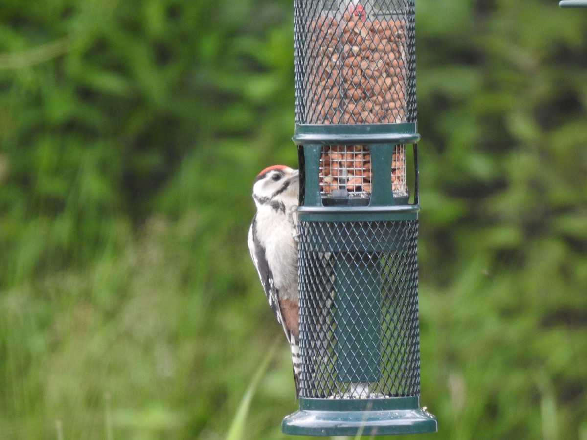Great Spotted Woodpecker - ML621026337