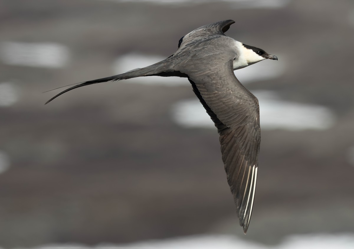 Long-tailed Jaeger - ML621026338
