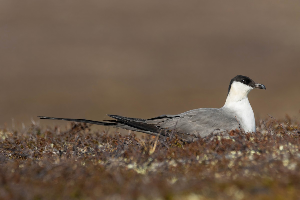 Long-tailed Jaeger - ML621026340