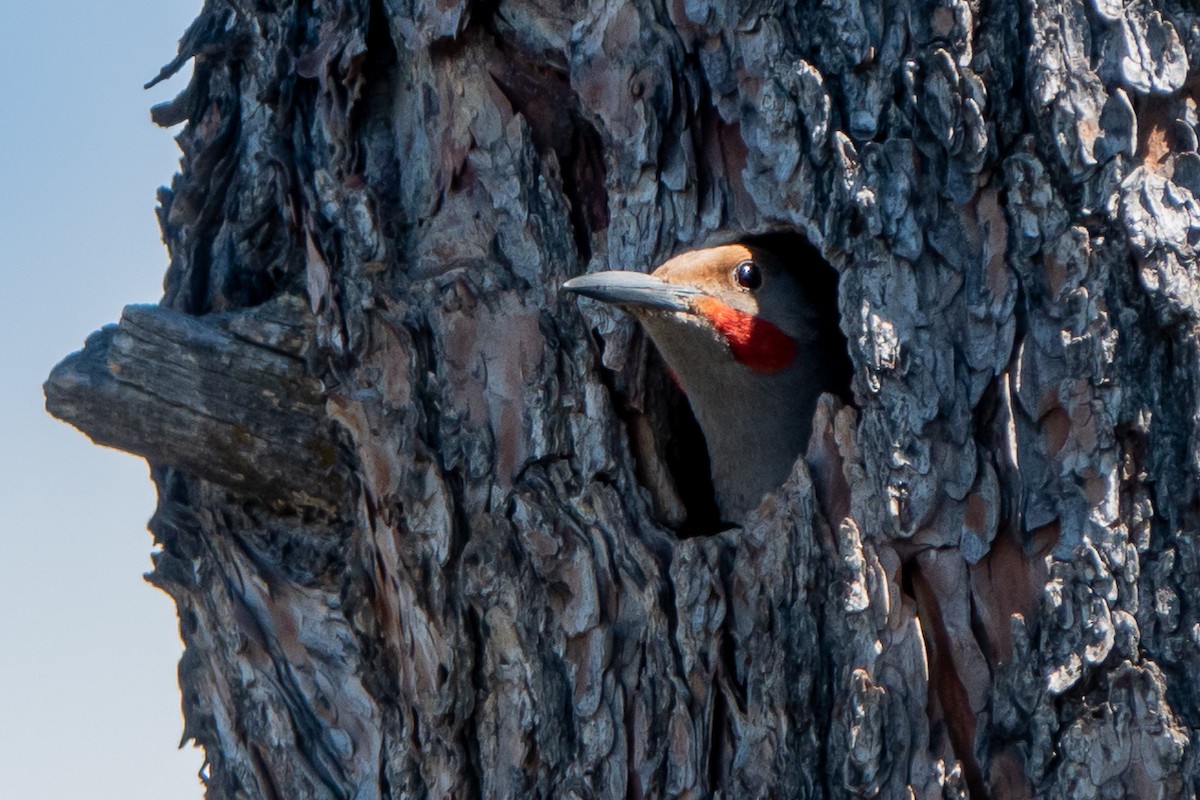 Northern Flicker (Red-shafted) - ML621026362
