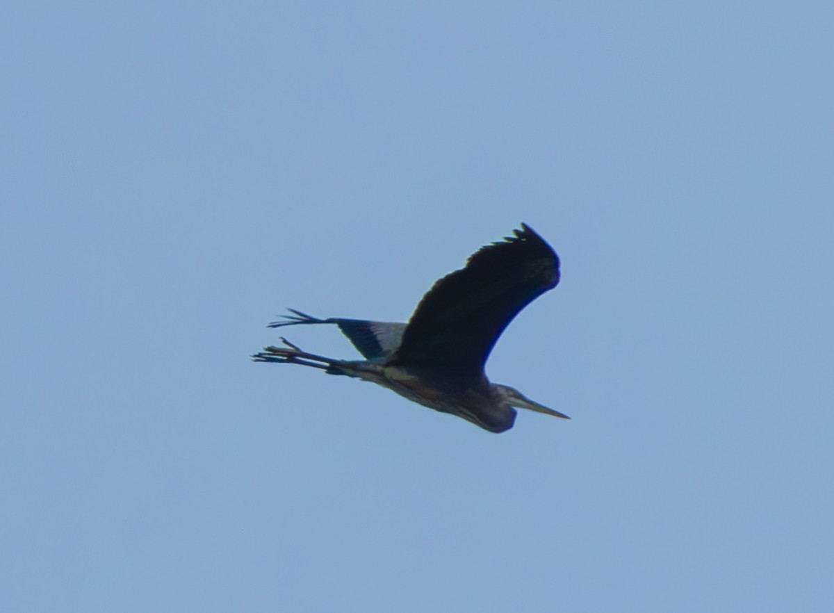 Great Blue Heron - ML621026370