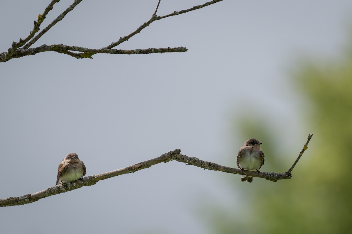 Northern Rough-winged Swallow - ML621026450