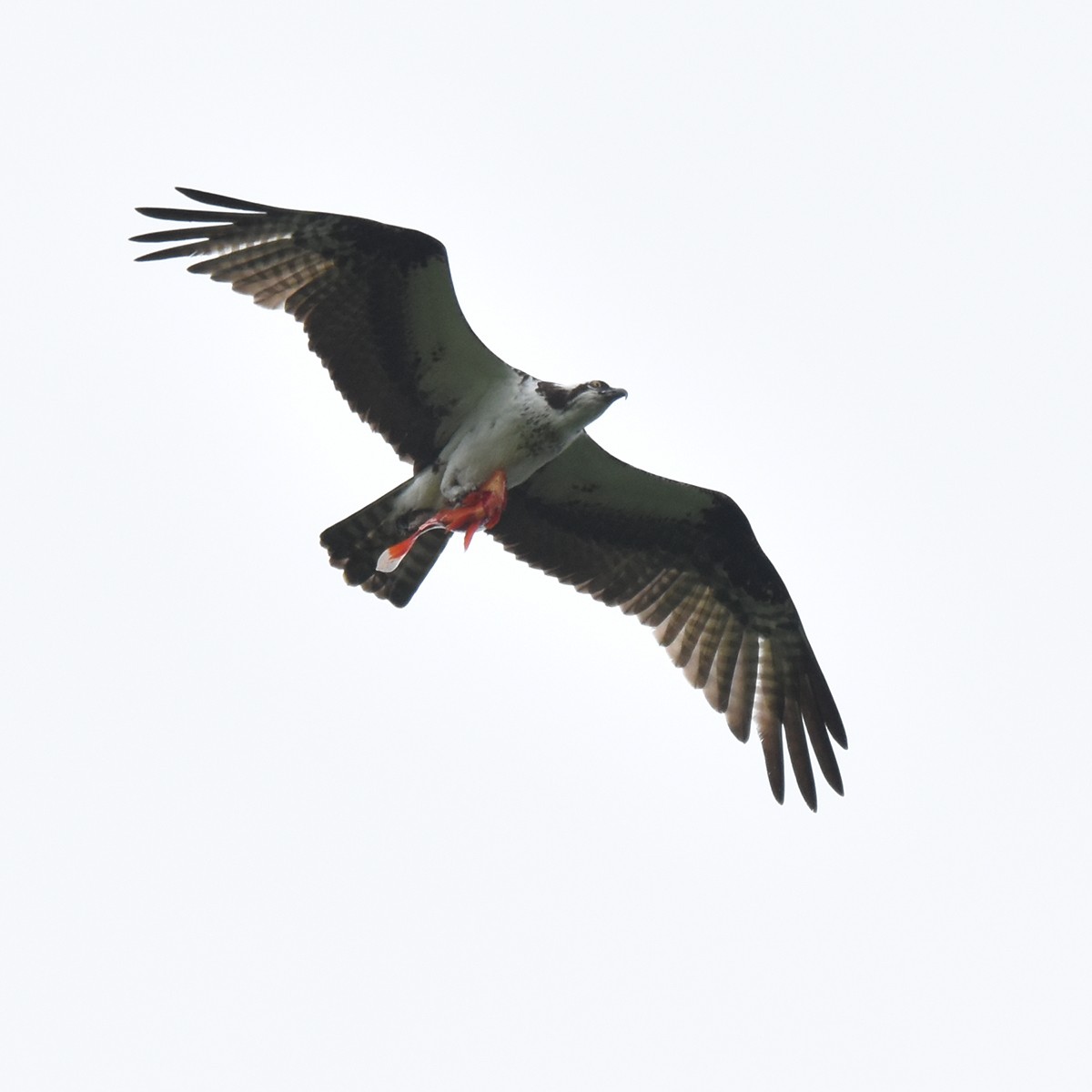 Águila Pescadora - ML621026464