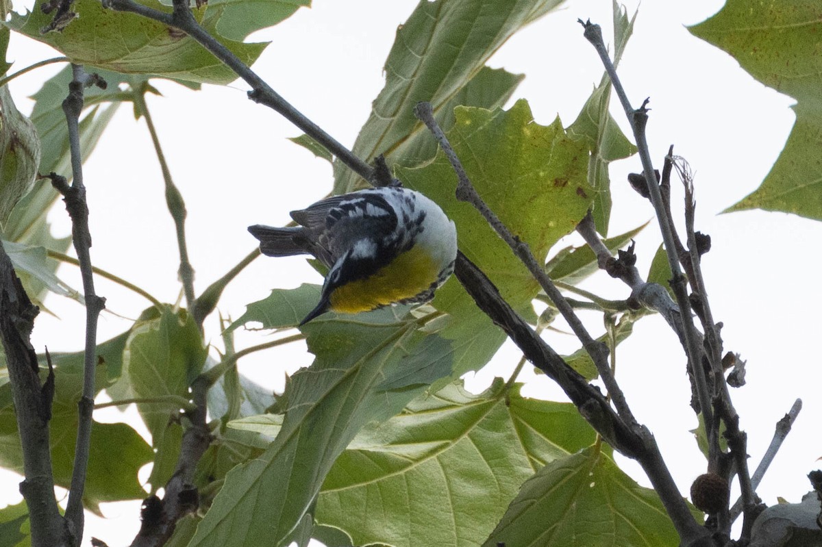 Yellow-throated Warbler - ML621026465