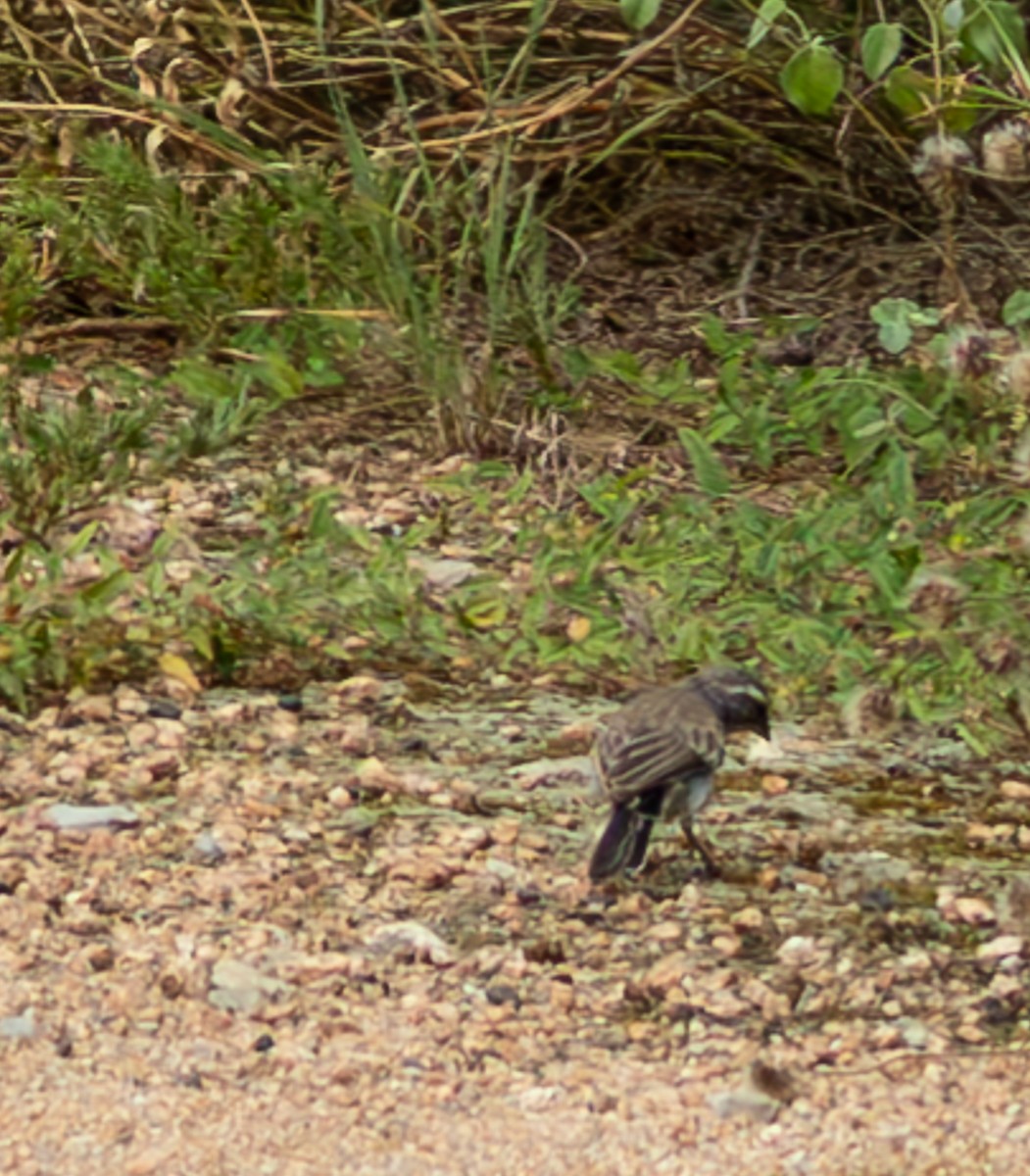 Black-throated Sparrow - ML621026474