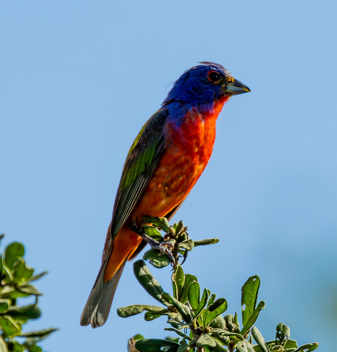 Painted Bunting - ML621026507