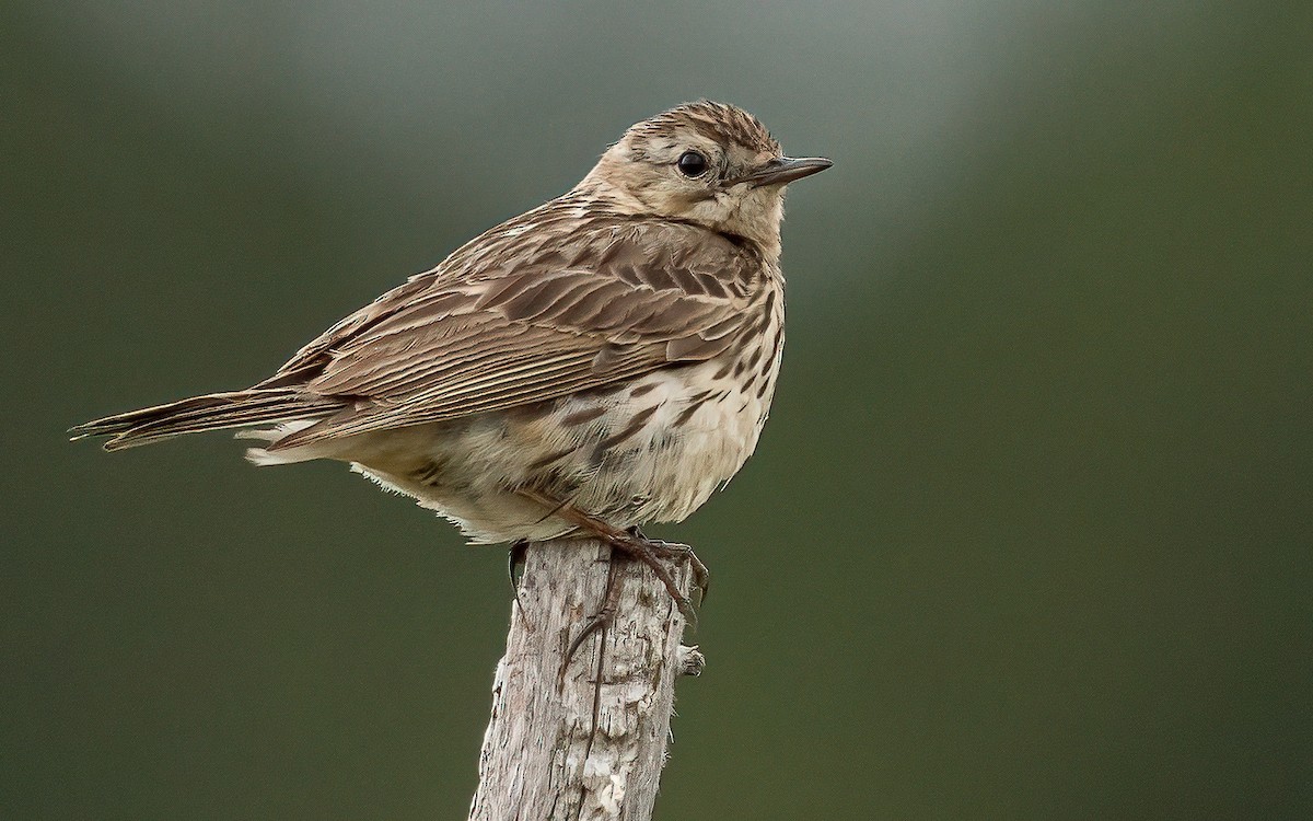 Meadow Pipit - ML621026534