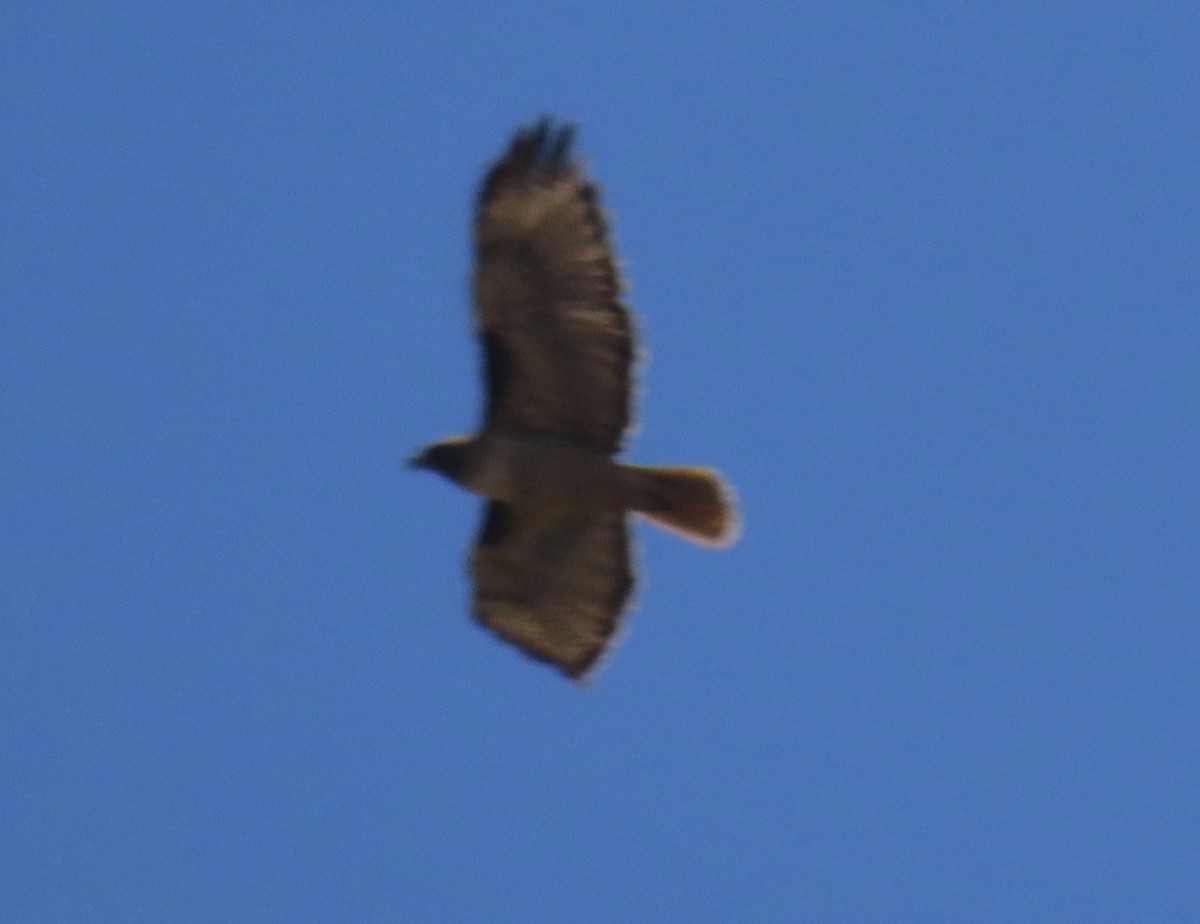 Red-tailed Hawk - ML621026536