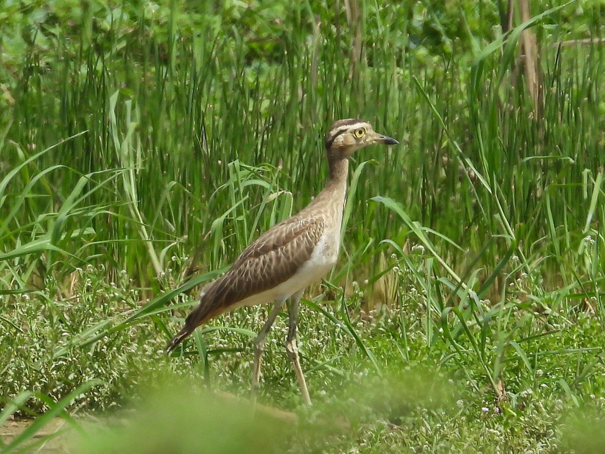 Double-striped Thick-knee - ML621026591