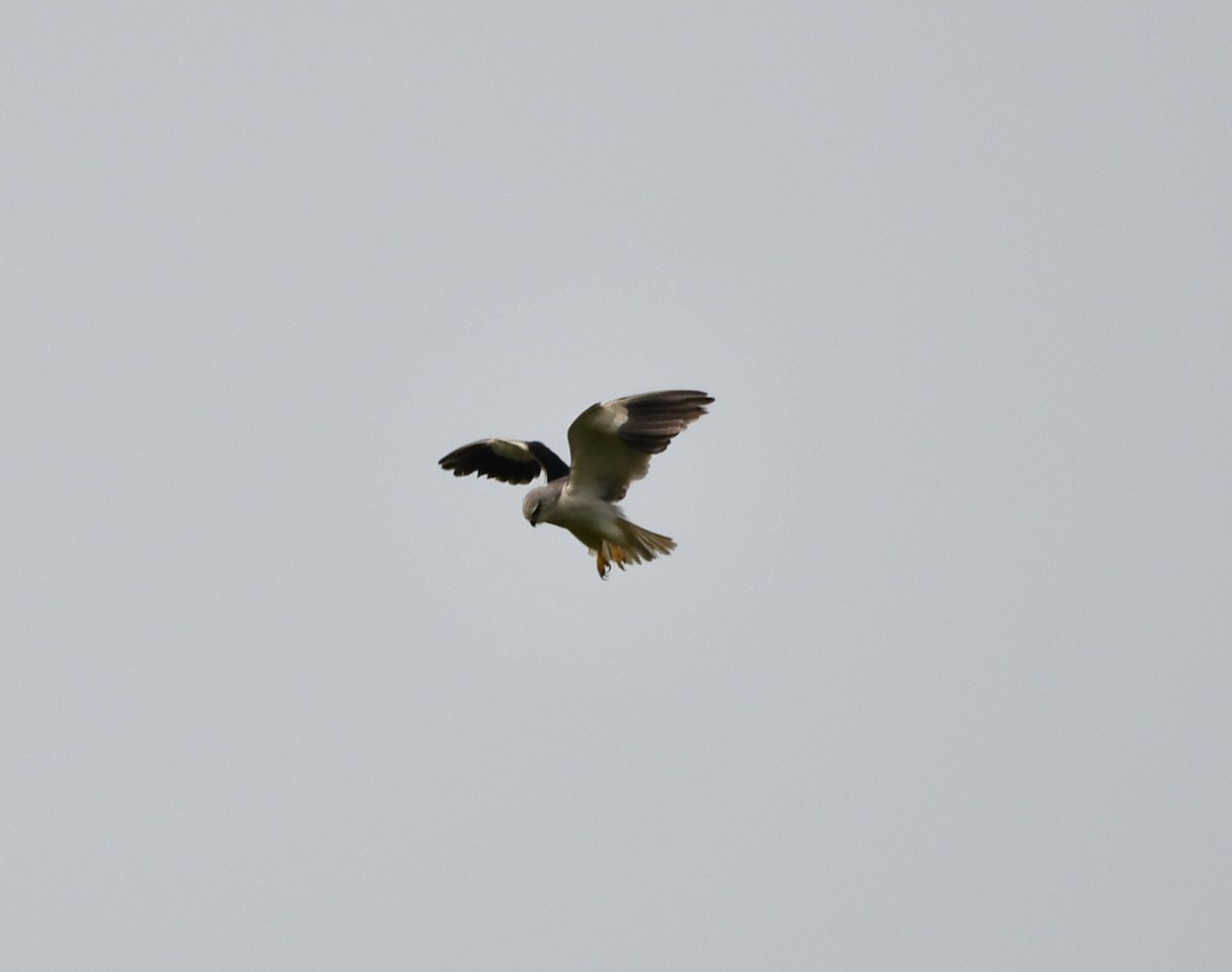 Black-winged Kite - Aishwarya Vijayakumar