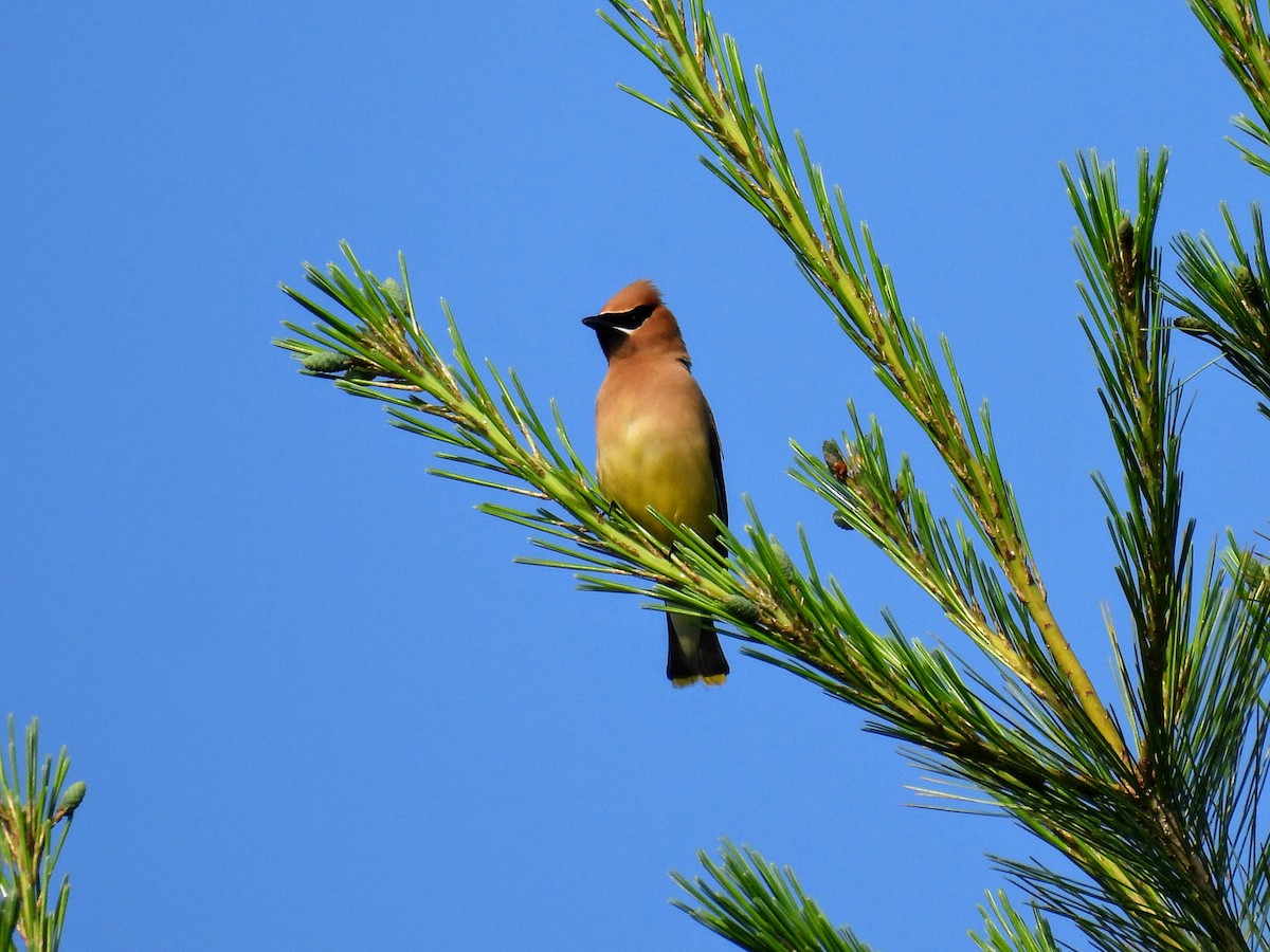 Cedar Waxwing - ML621026636