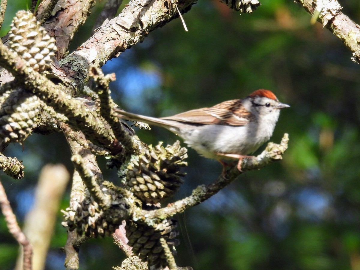 Chipping Sparrow - ML621026641