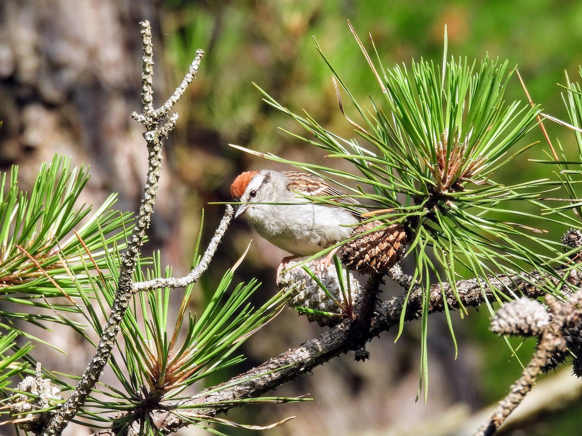 Chipping Sparrow - ML621026642