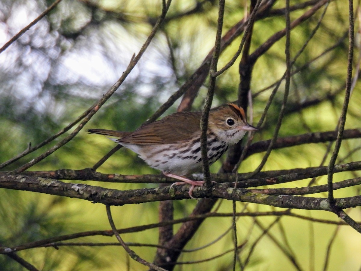 Ovenbird - ML621026654