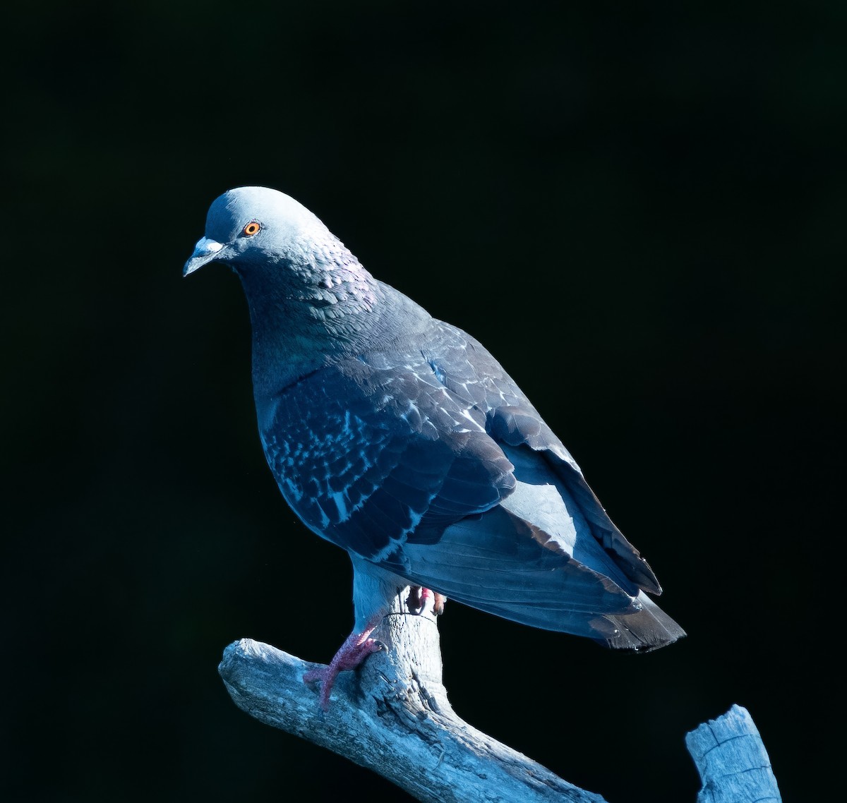 Pigeon biset (forme domestique) - ML621026656